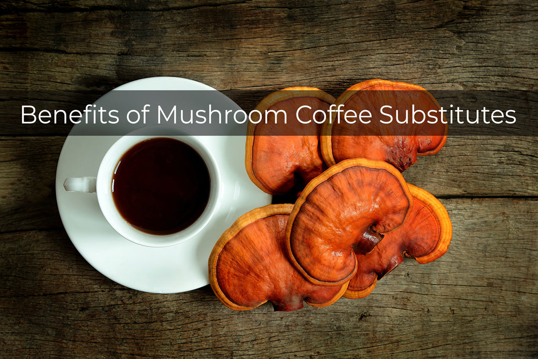 benefits of mushroom coffee replacement alternatives