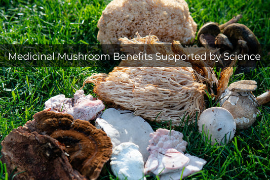 functional mushroom benefits backed by scientific studies