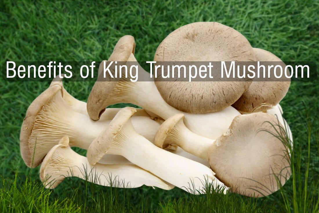 King Trumpet Mushroom Benefits