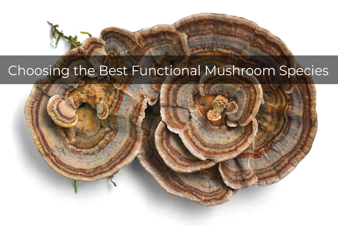 Functional medicinal mushroom species vs genus