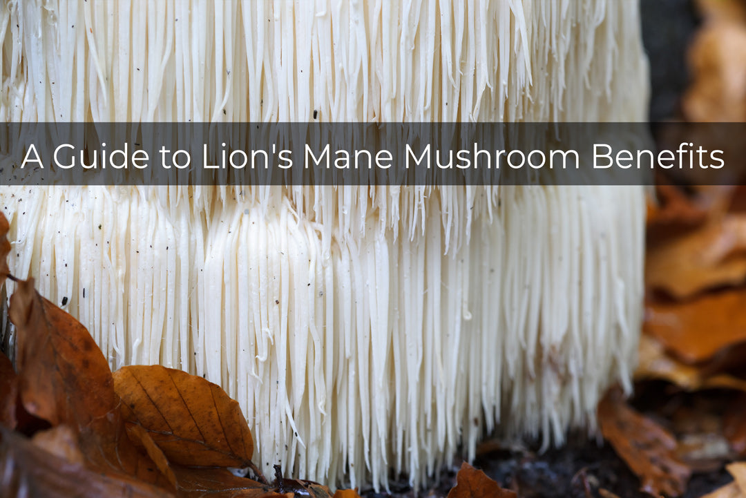 studies of lion's mane mushroom benefits for health