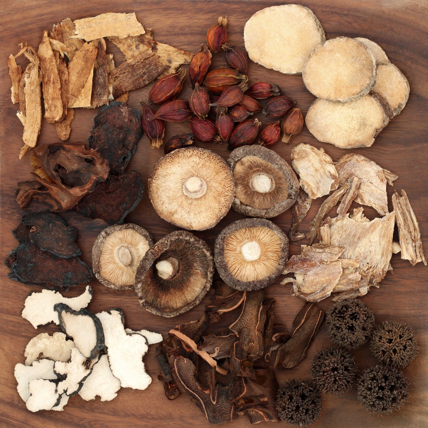 Mushroom Species