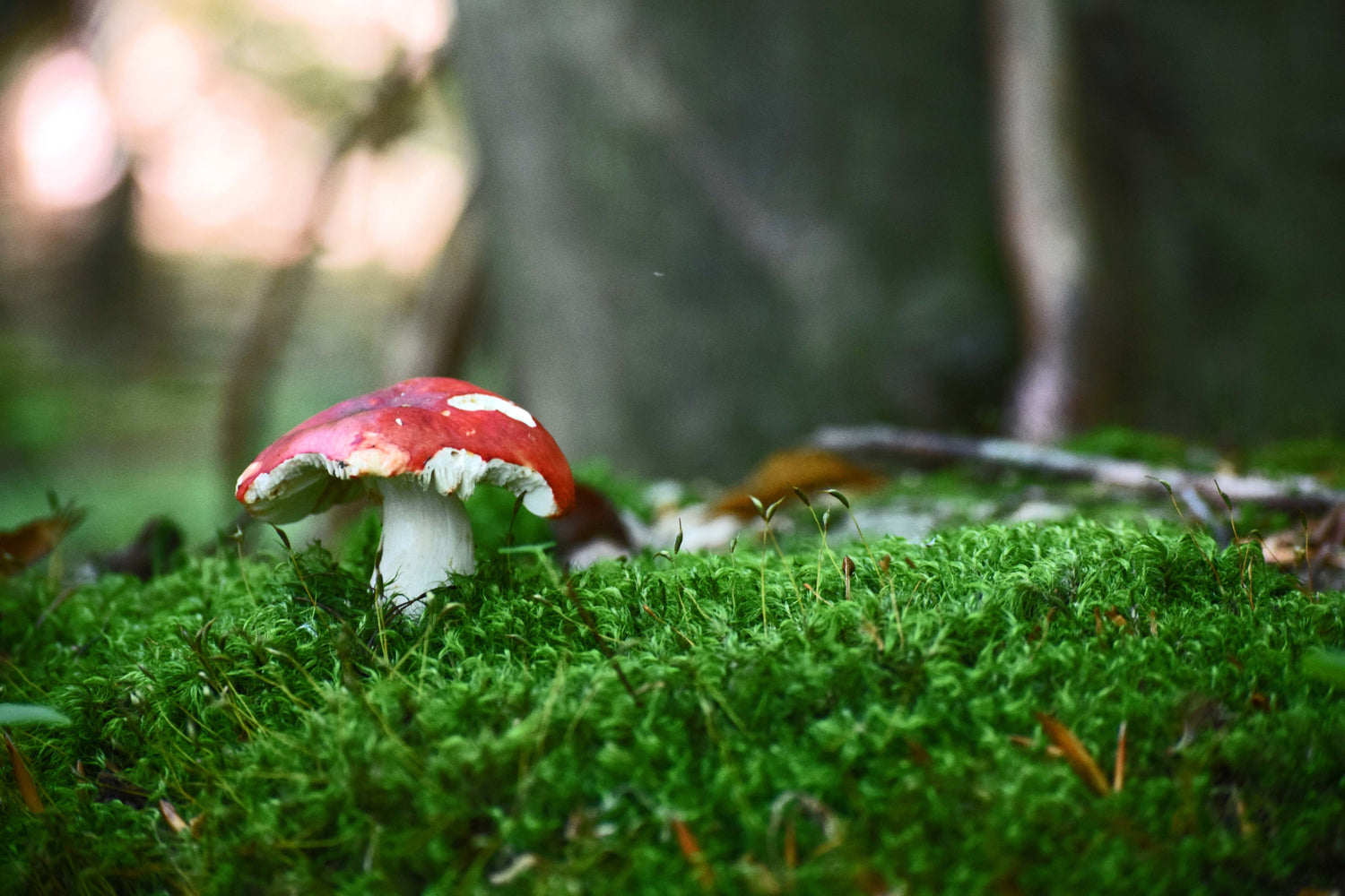 a red mushroom in a field